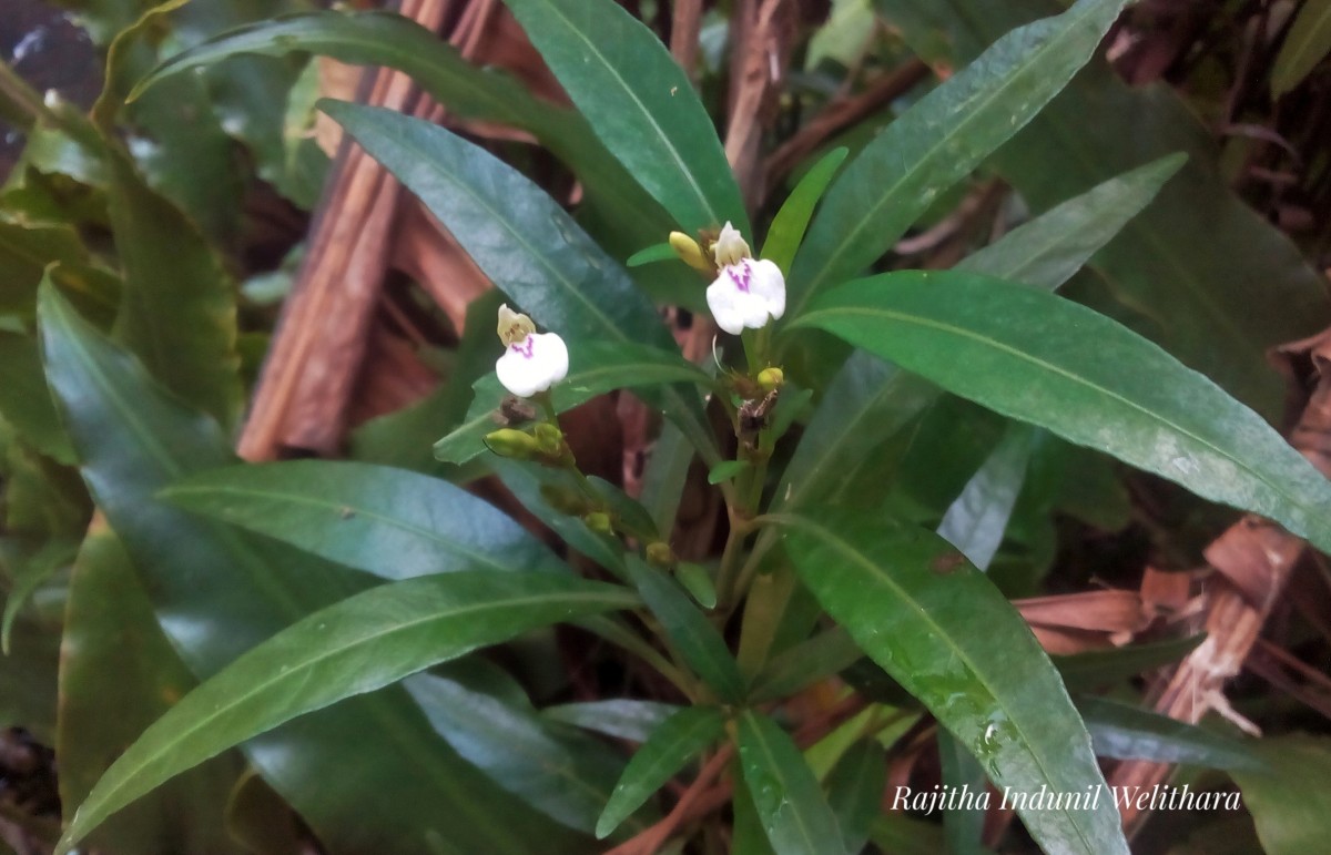 Justicia hookeriana (Nees) T.Anderson